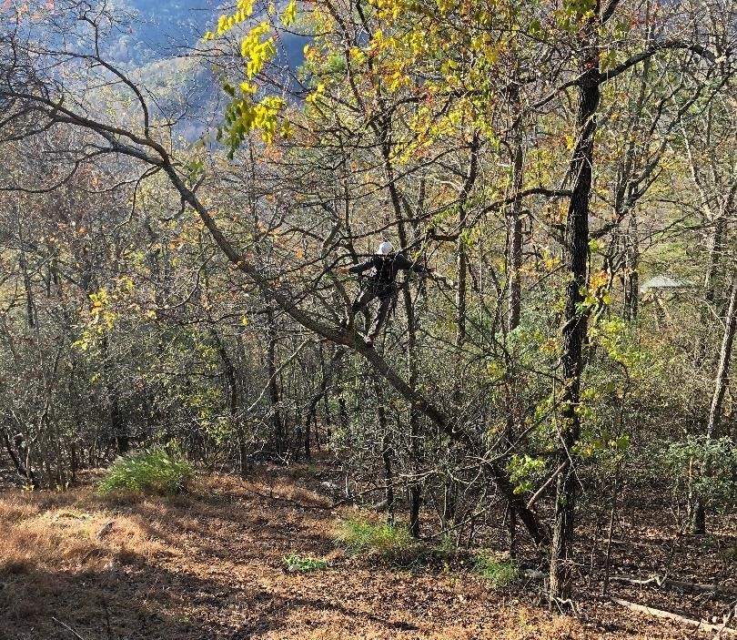 Person climbing a tree in a forested area with autumn leaves and sunlight filtering through the branches.